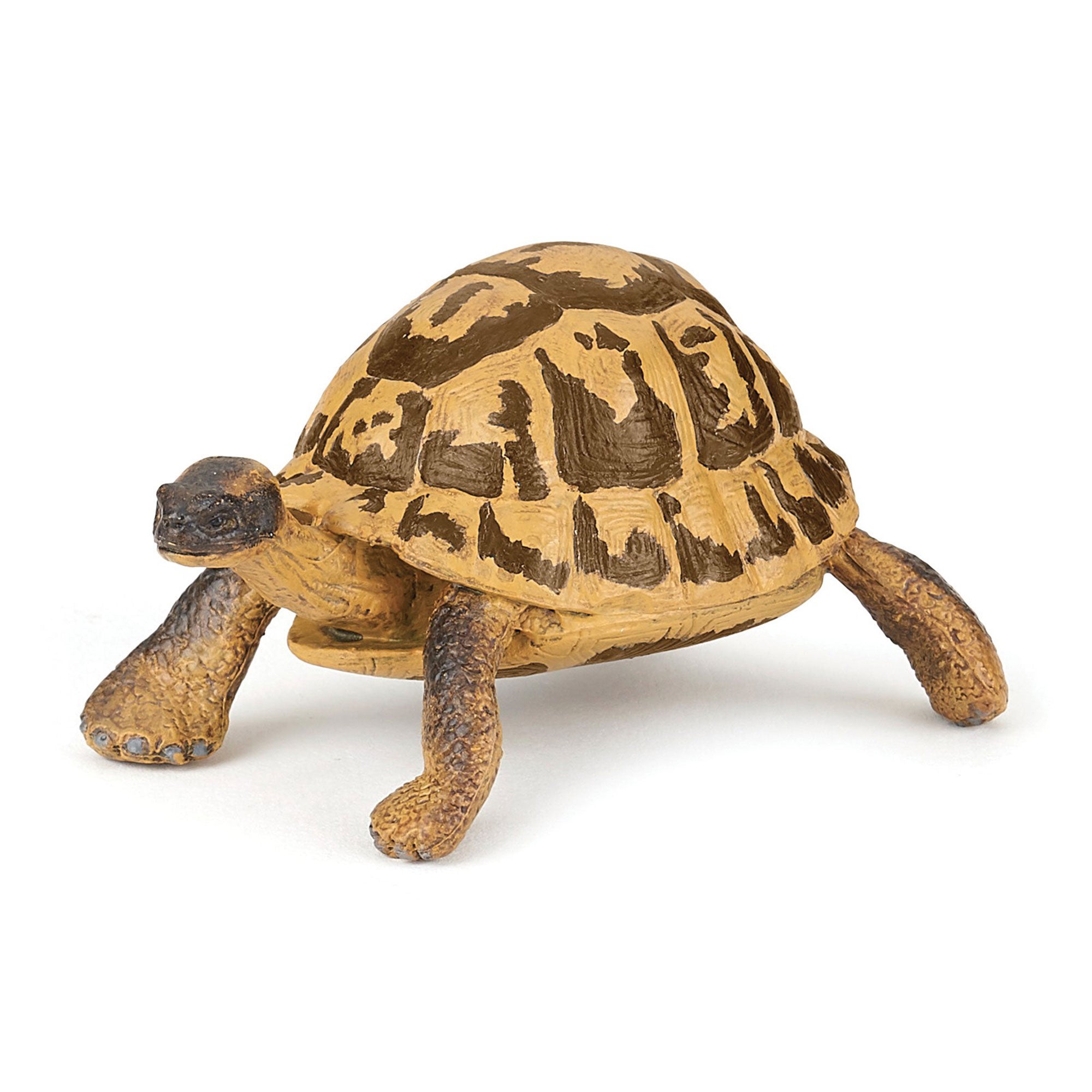Captivating Hermann's Tortoise Animal Figurine