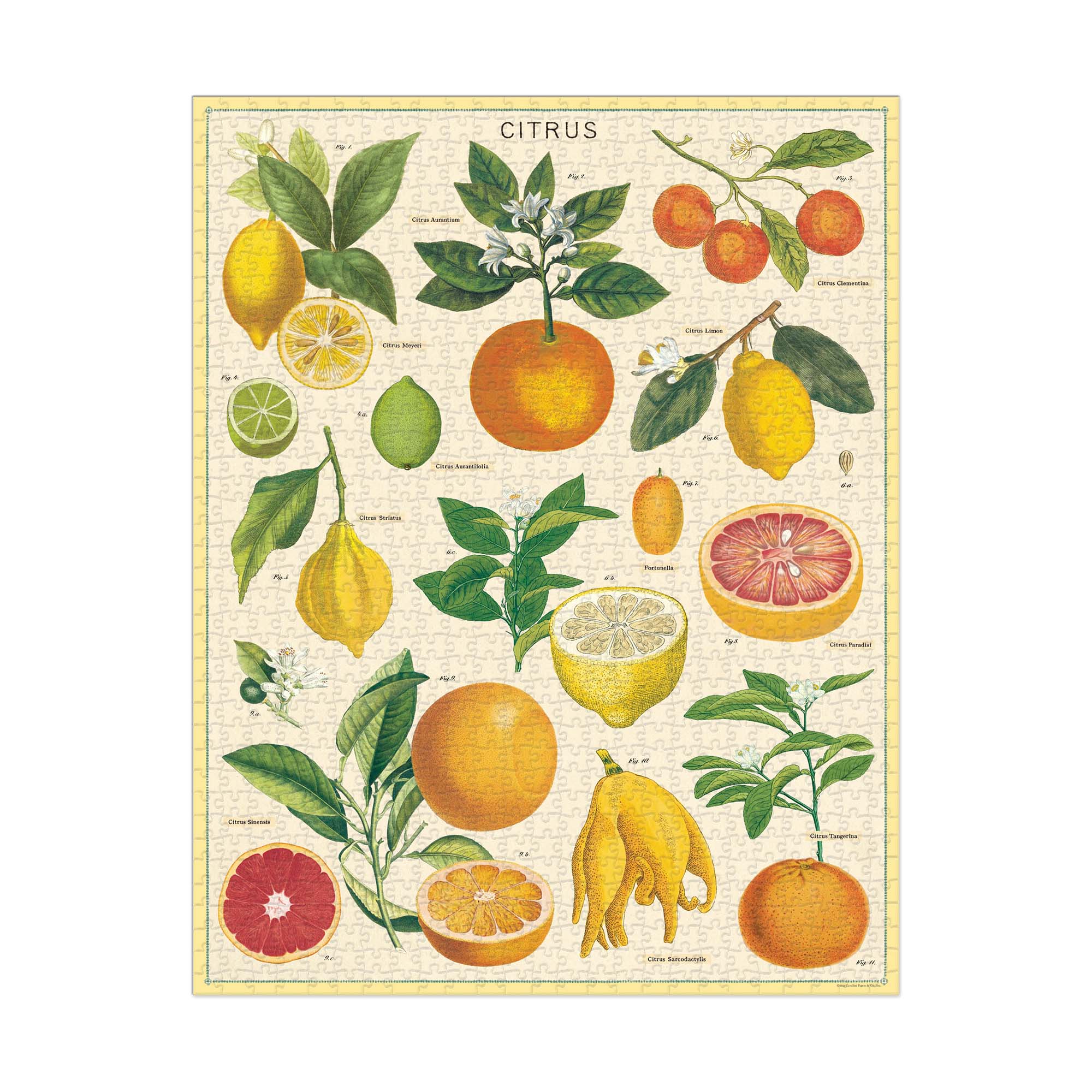 1,000-Piece Exquisite Vintage Citrus Puzzle