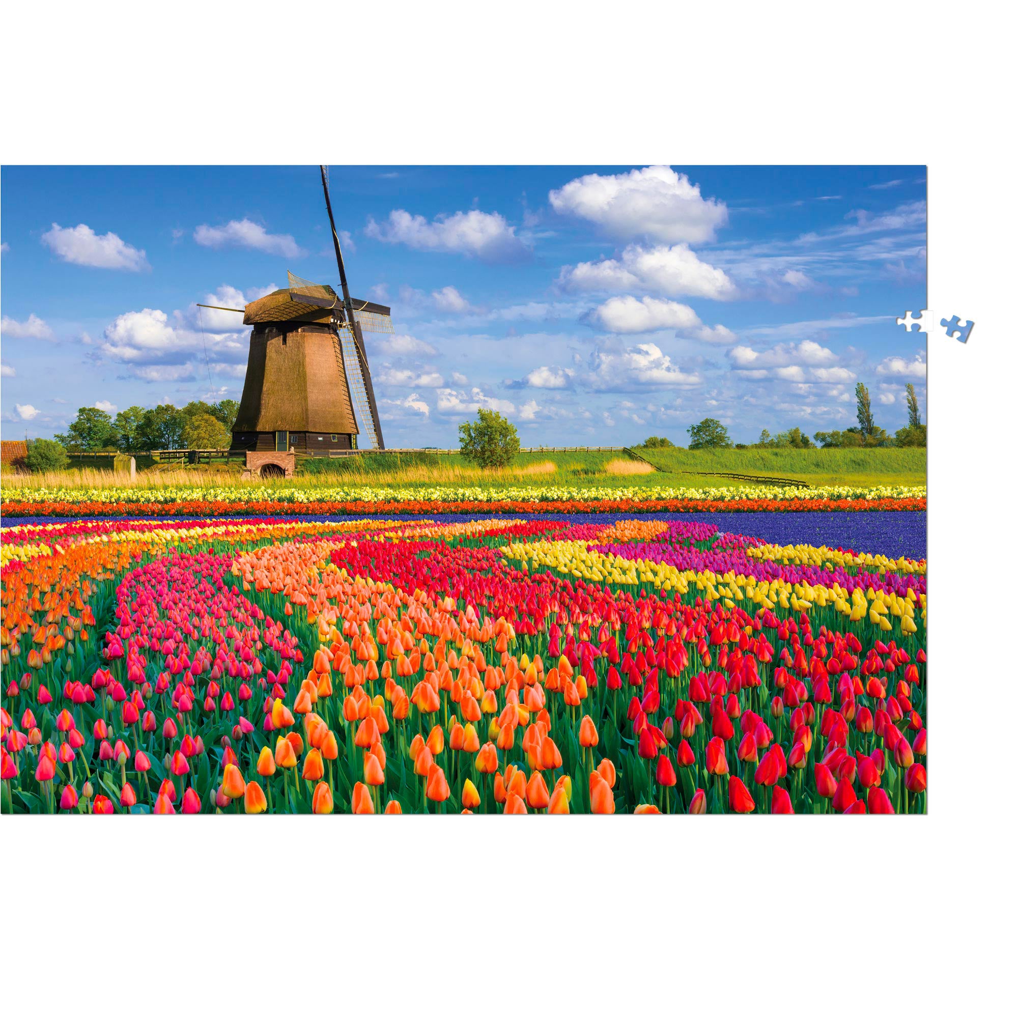 1,000-Piece Holland Tulip Fields Puzzle: A Magical Assembly Adventure
