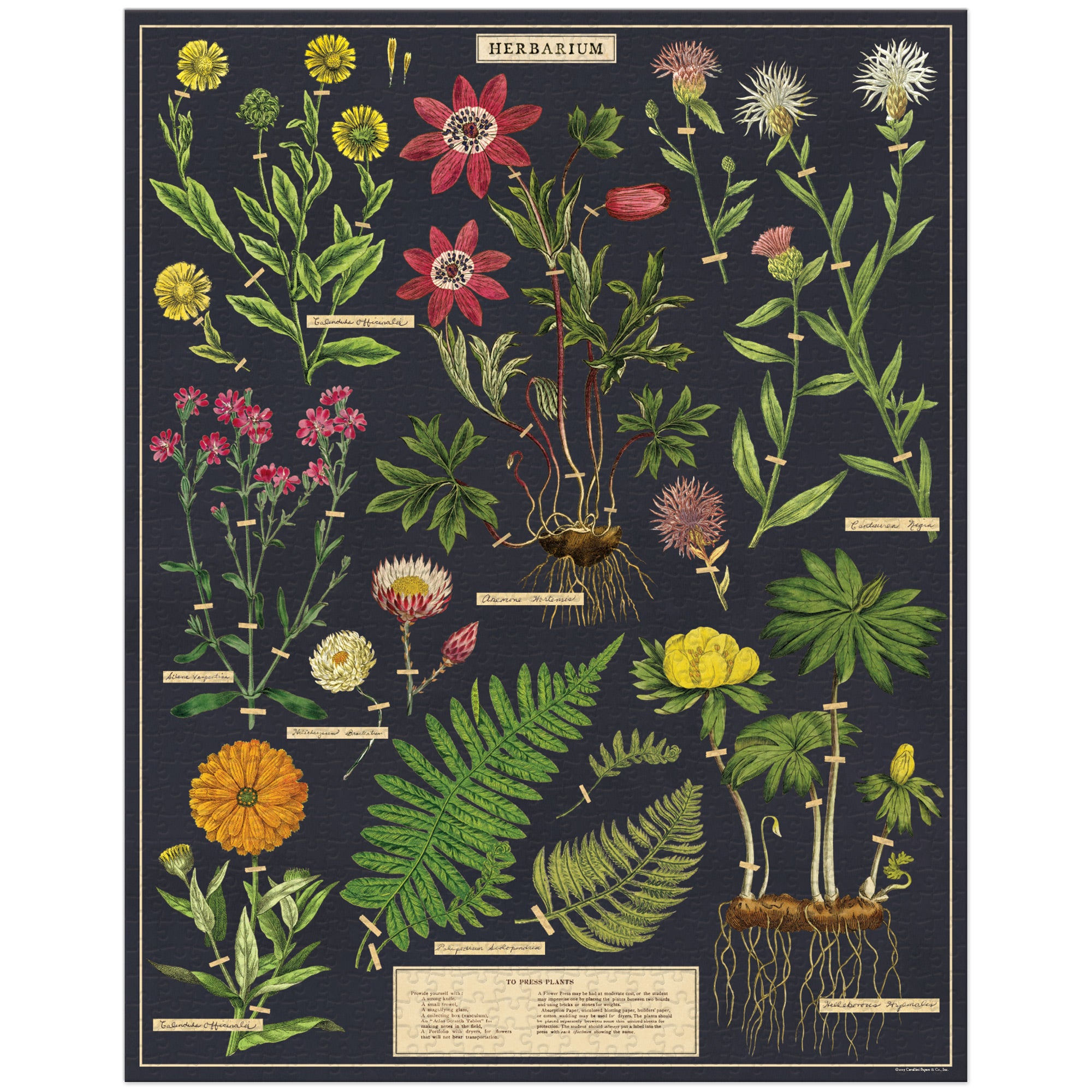Herbarium 1,000-Piece Puzzle - A Vintage Delight